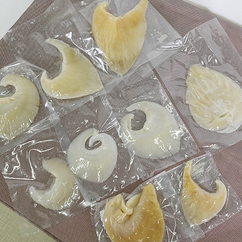 ヨシキリザメについて