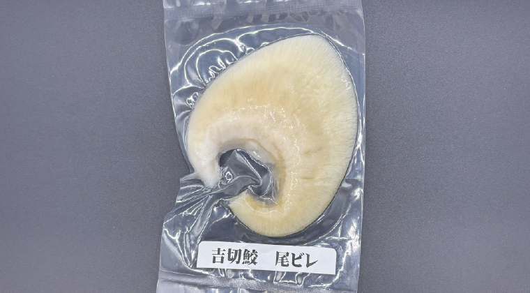 吉切鮫　尾ビレ