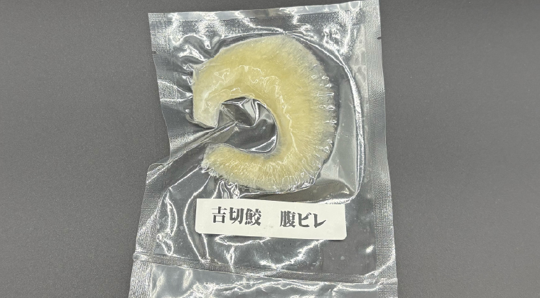 吉切鮫　腹ビレ