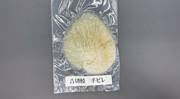 吉切鮫　手ビレ