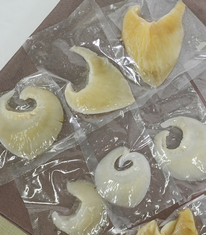 フカヒレについて